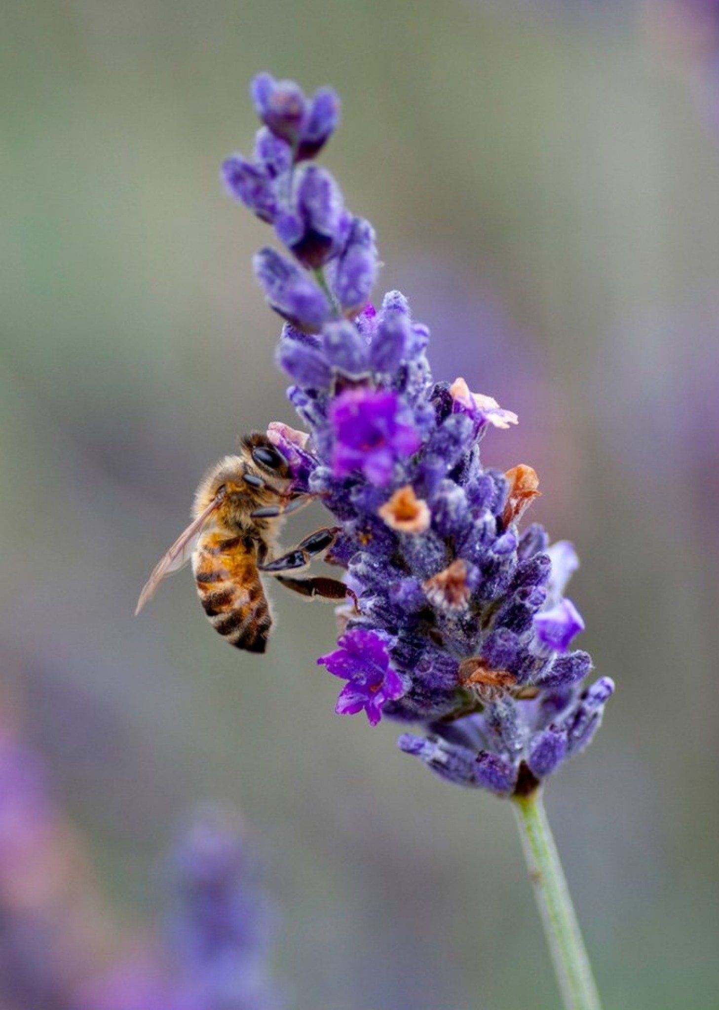 Photo Of Bee On Lavender Floral Card