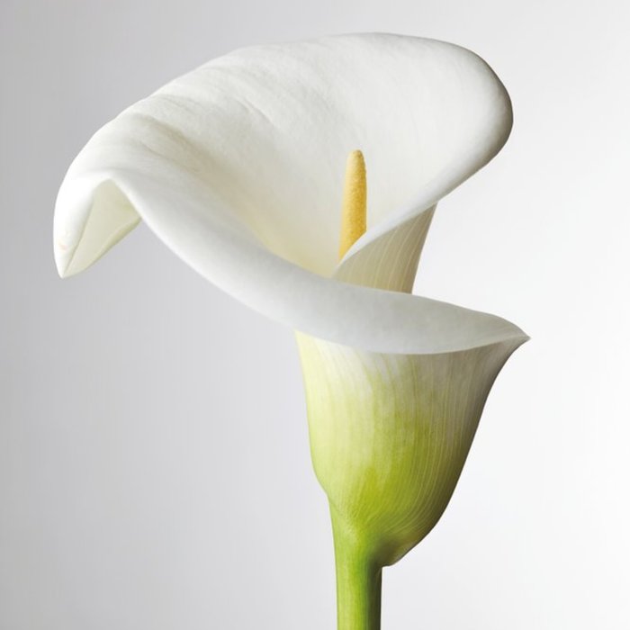 Photographic Beautiful White Lily Card
