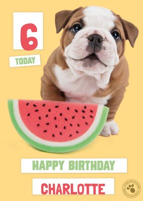 Studio Pets Birthday Card Bulldog Puppy Card
