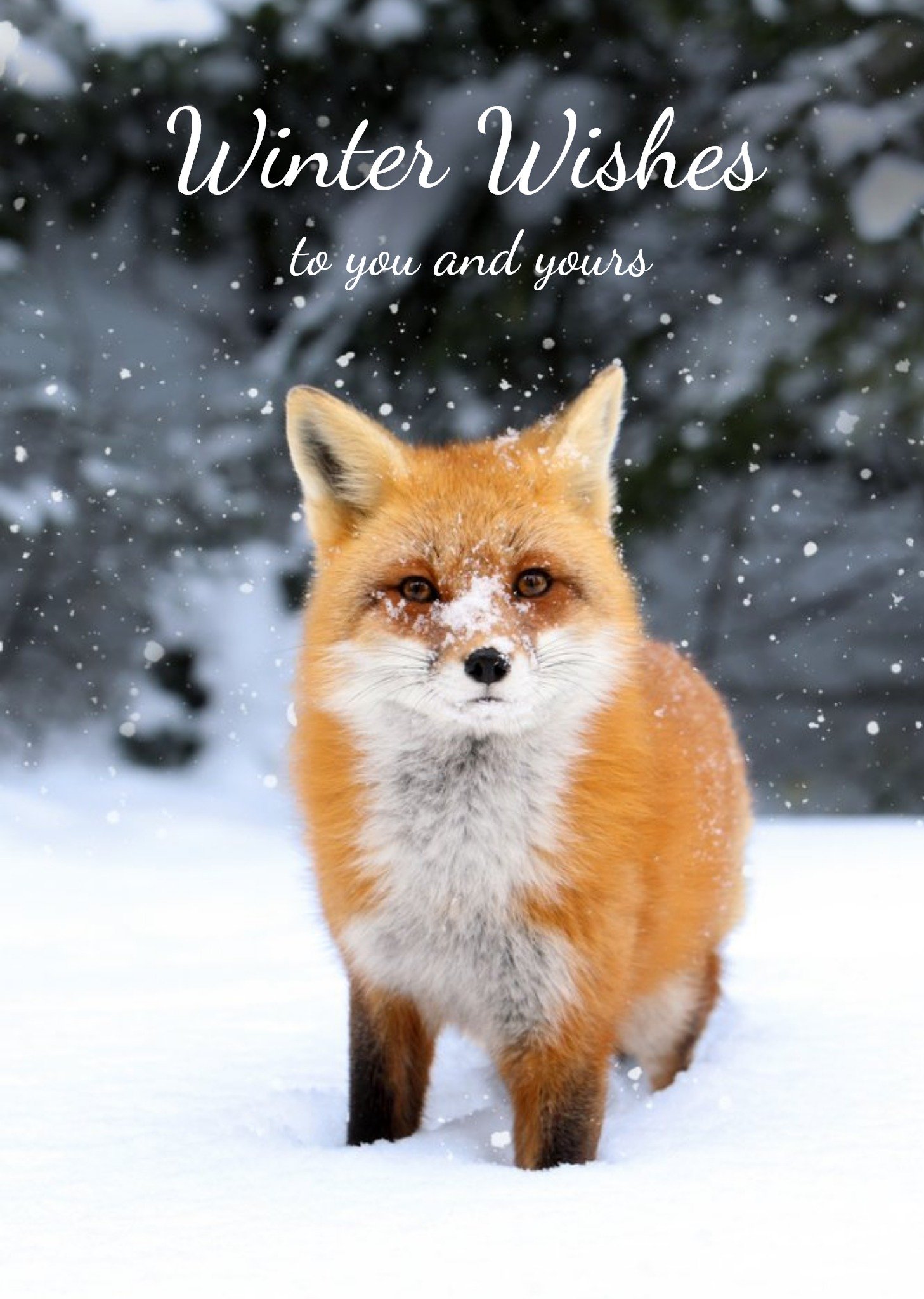 Moonpig Christmas Card - Winter Wishes - Snow - Fox - To You And Yours Ecard