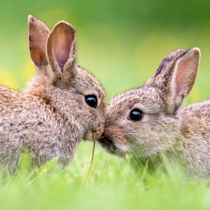 2 Cute Bunny Rabbits Just a Note Card