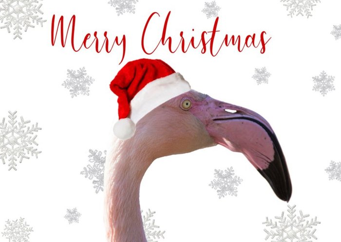 Photo Of Flamingo Merry Christmas Card