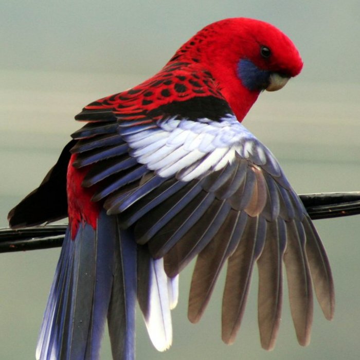 Crimson Rosella Bird Personalised Card