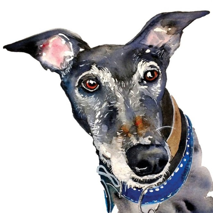 Illustrated Watercolour Dog Greyhound Just A Note Card