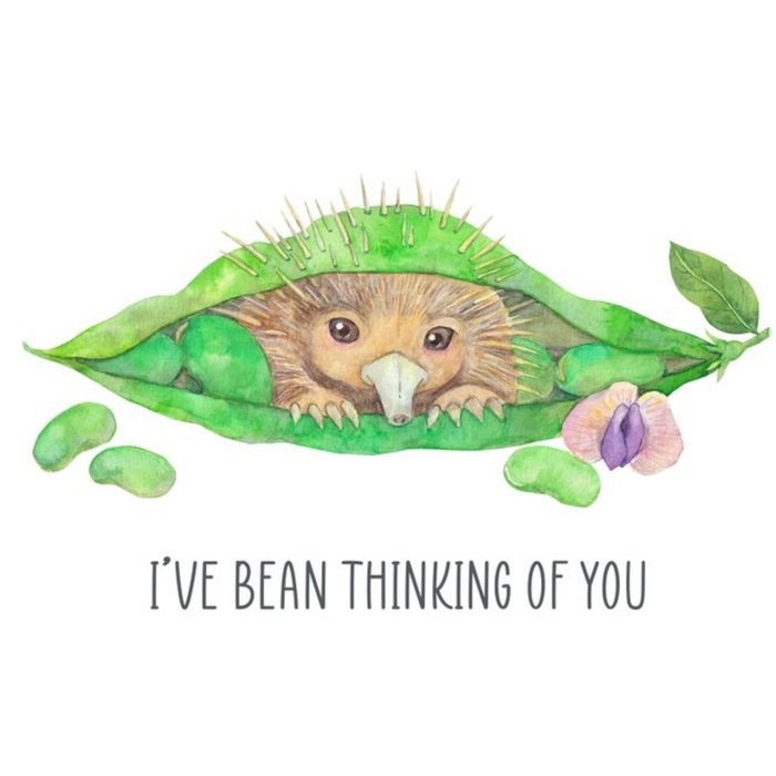 Watercolour Cute Illustrated Echidna I've Bean Thinking of You Card 