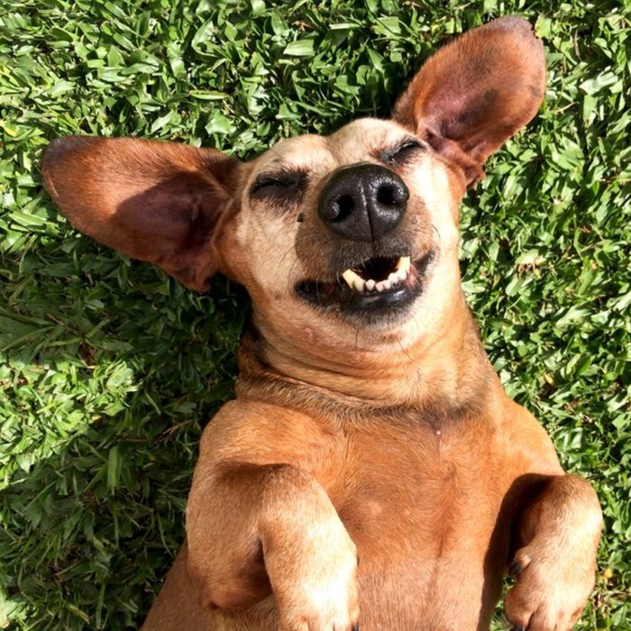 Cute Happy Dachshund Dog Smiling Lying On Its Back Card