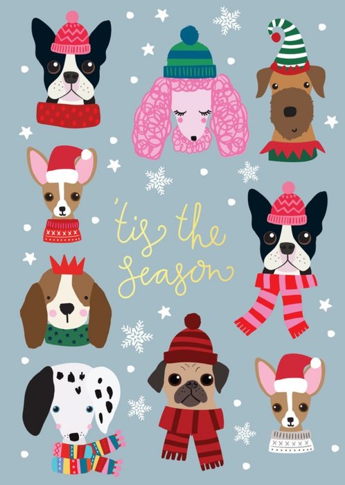 Cute Christmas Dogs Tis The Season Christmas Card