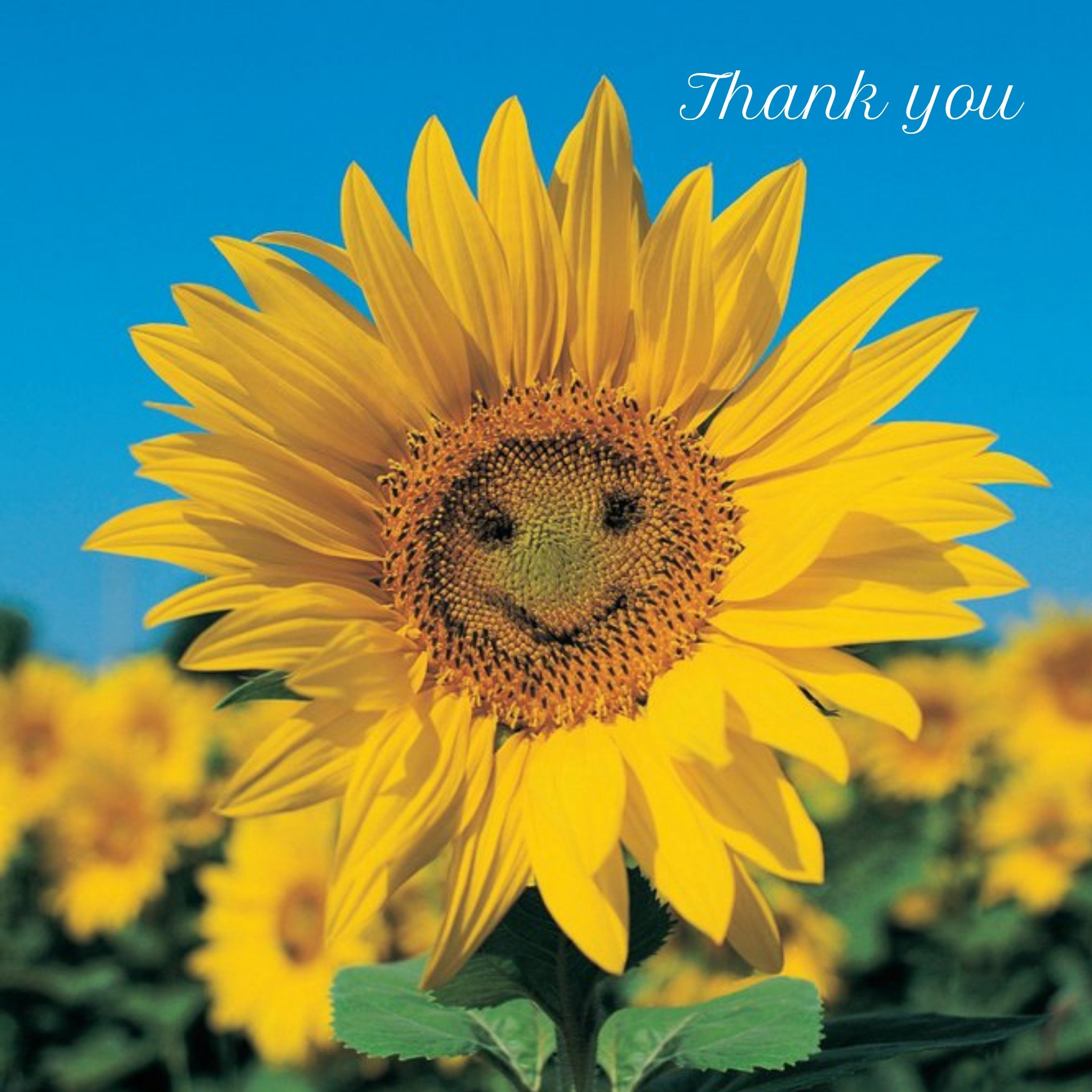 Smiling Sunflower Personalised Thank You Card, Square