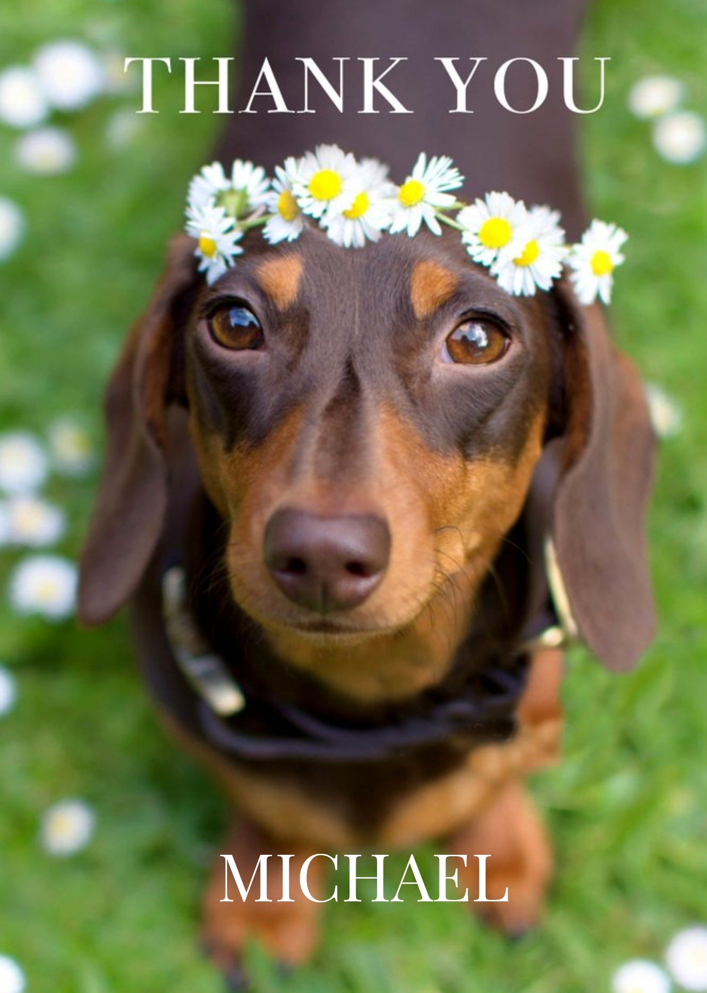 Animal Planet Cute Sausage Dog Photographic Thank You Card Ecard