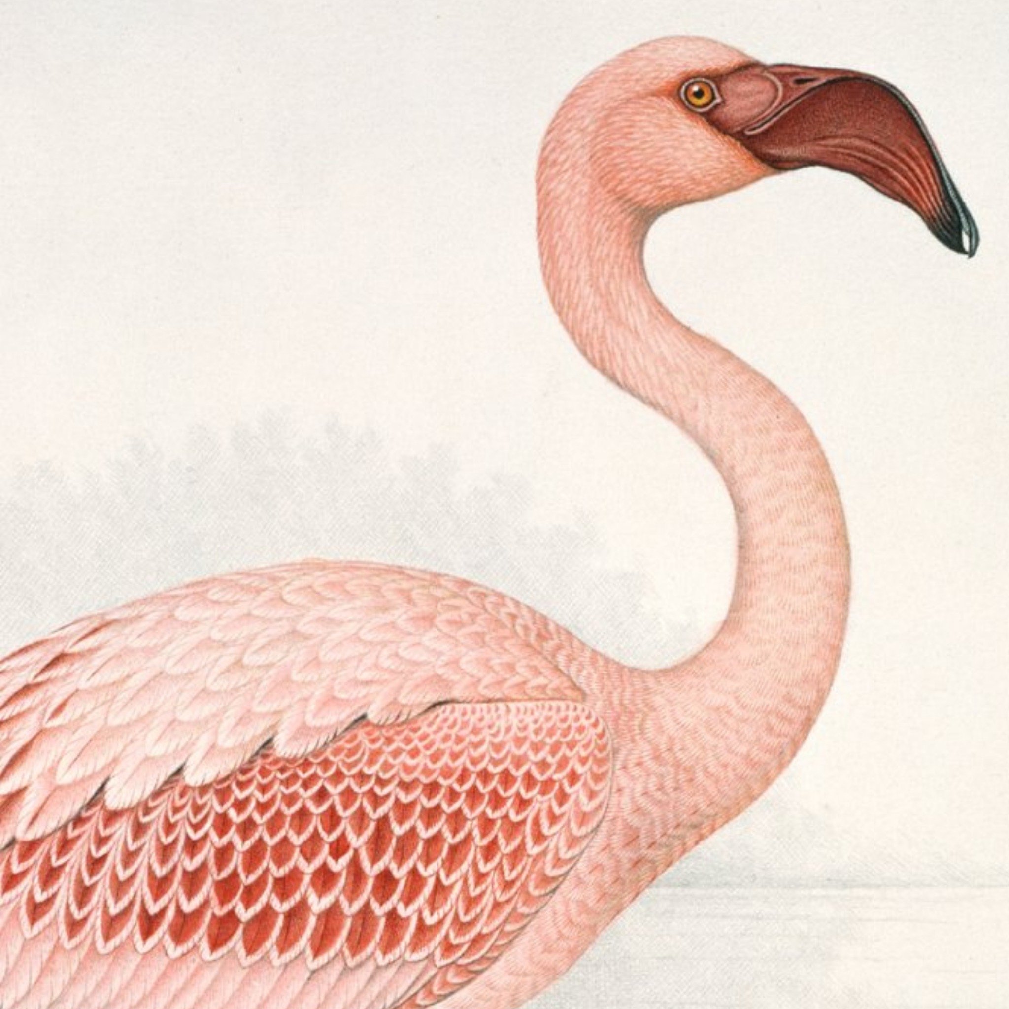 The Natural History Museum Illustrated Flamingo Card, Square