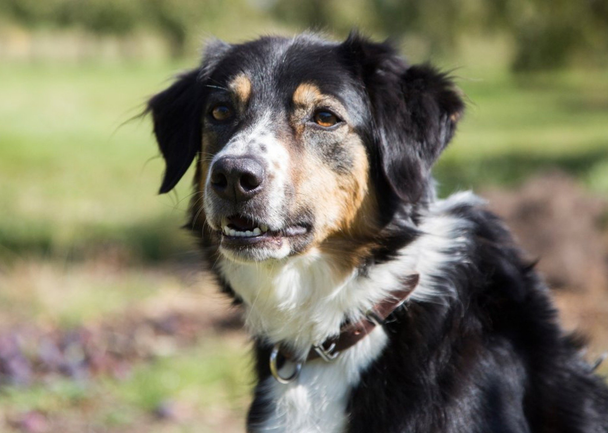 Photo Of Working Collie Dog Card Ecard