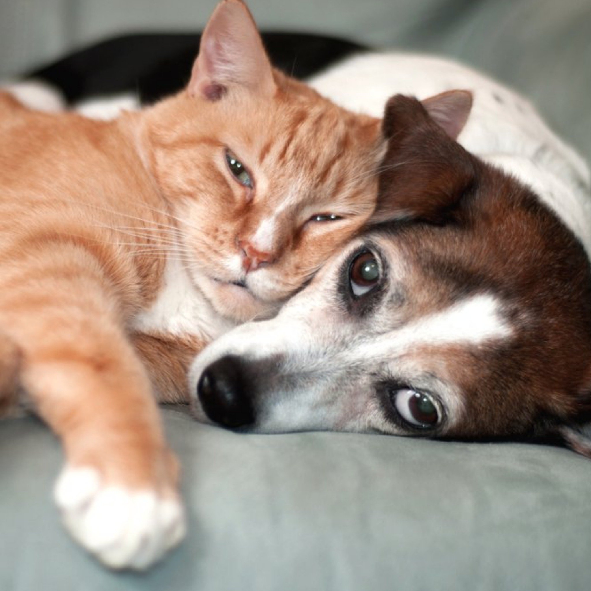 Moonpig Cute Cat And Dog Love Cuddling Card, Large