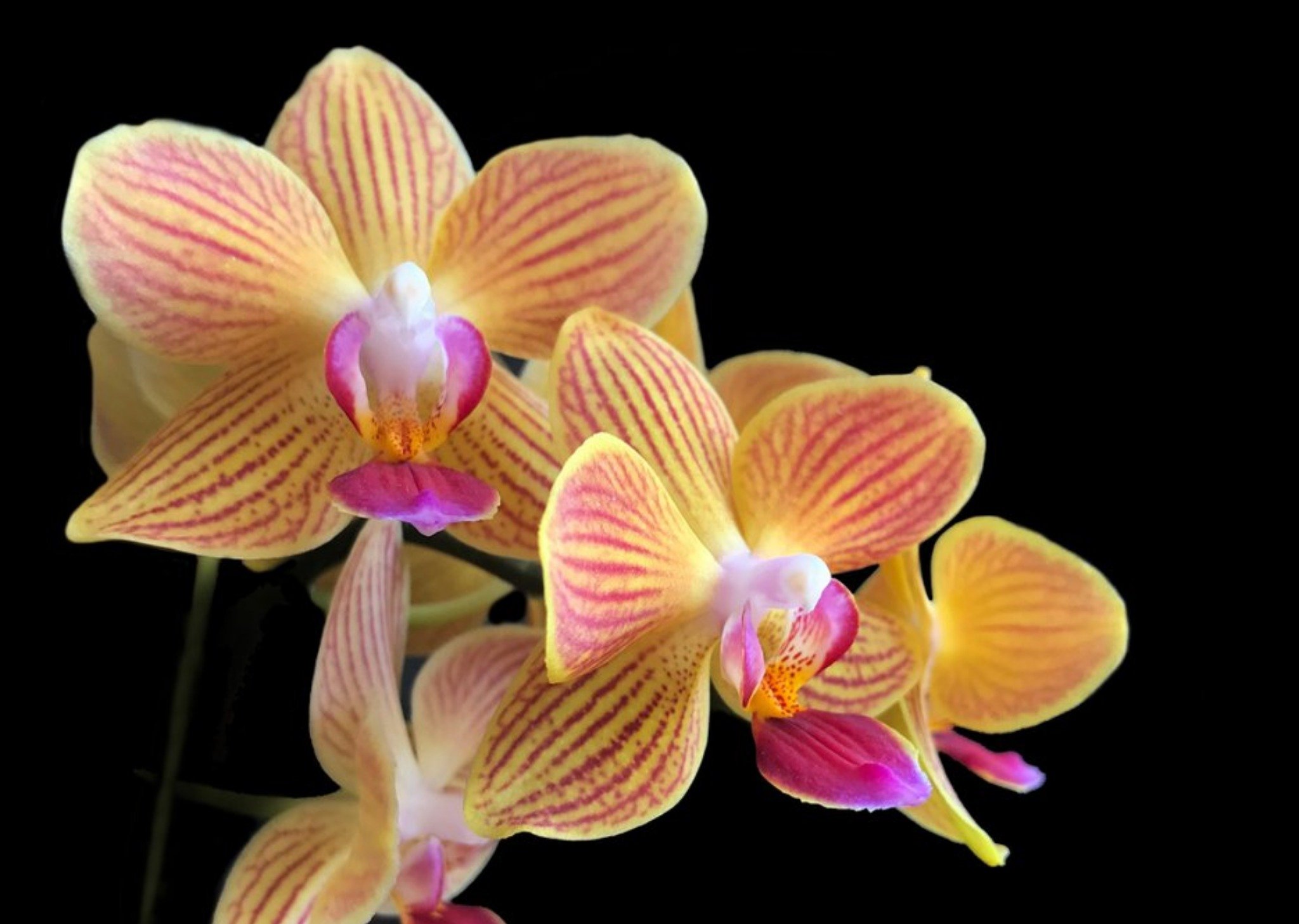 Moonpig Photo Of Orchid Flower Card Ecard