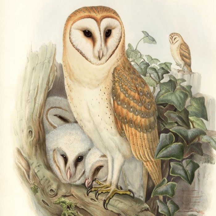 Mama And Baby Owl Card