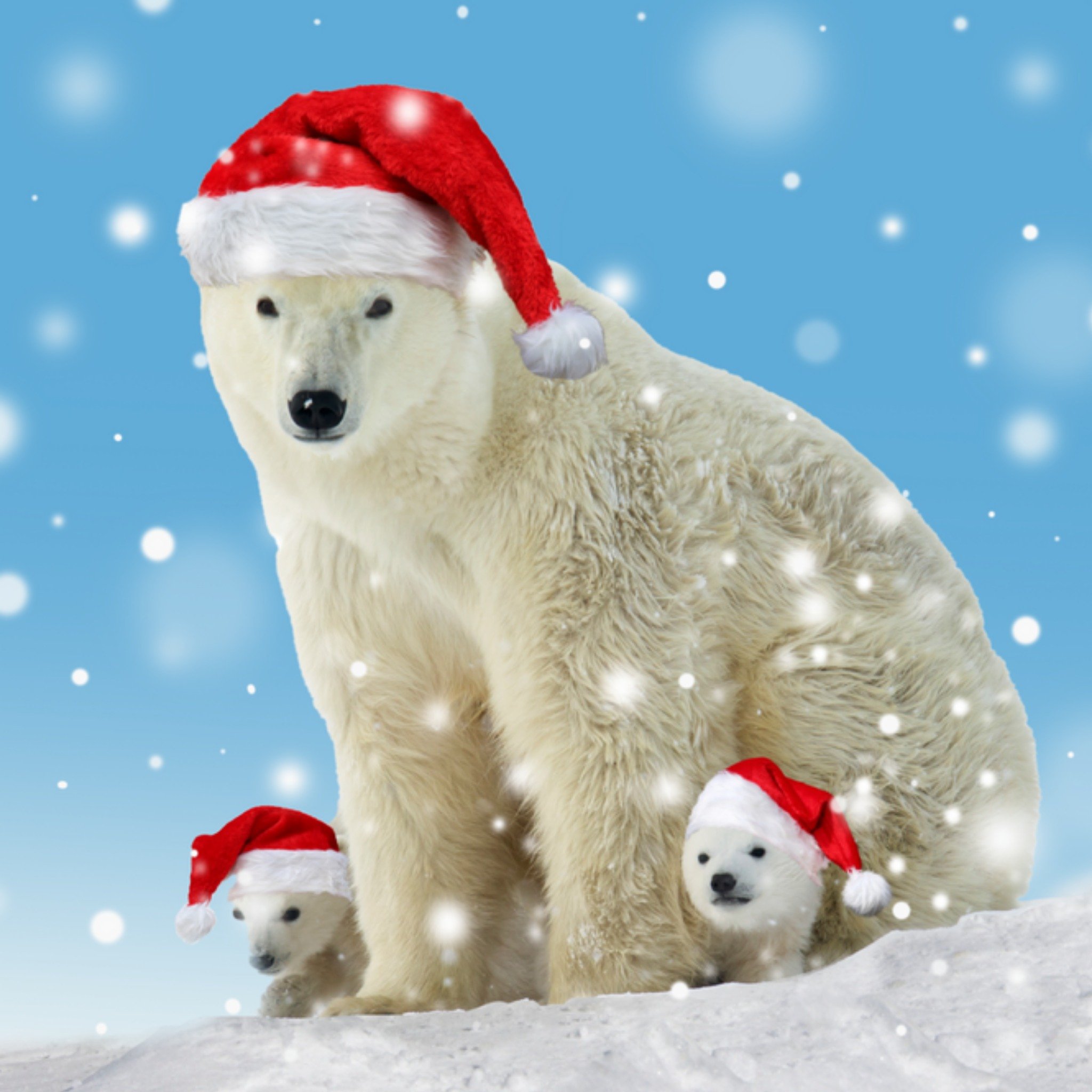 Moonpig Polar Bears Christmas Card, Large