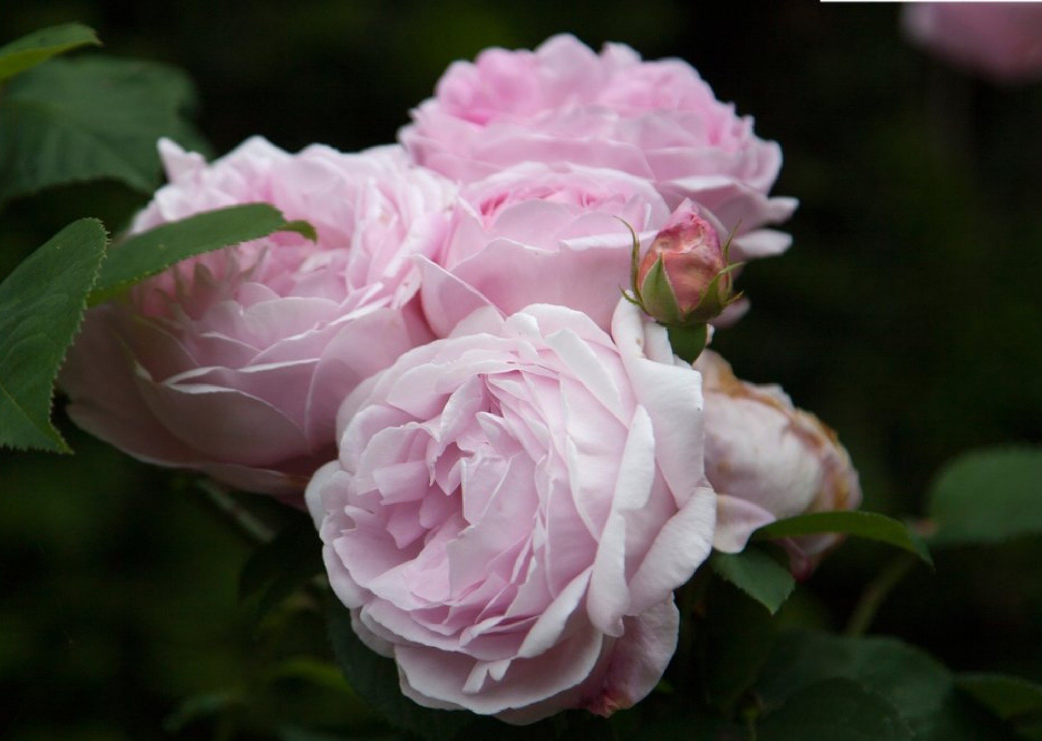 Photo Of Pink Roses Flowers Card Ecard