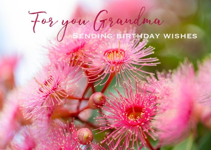Harmonia Gum Tree Flower Pink Traditional Birthday Australia Card