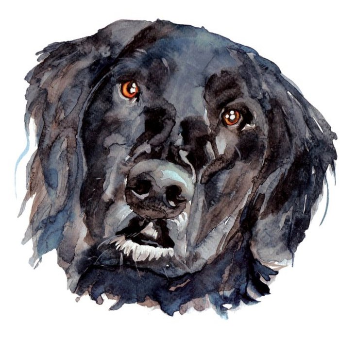 Illustrated Watercolour Dog Black Labrador Just A Note Card