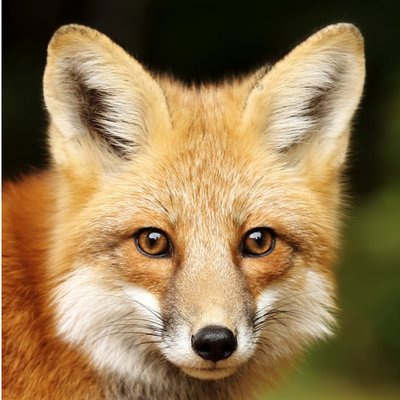 Photographic Beautiful Fox Face Ireland Just A Note Card