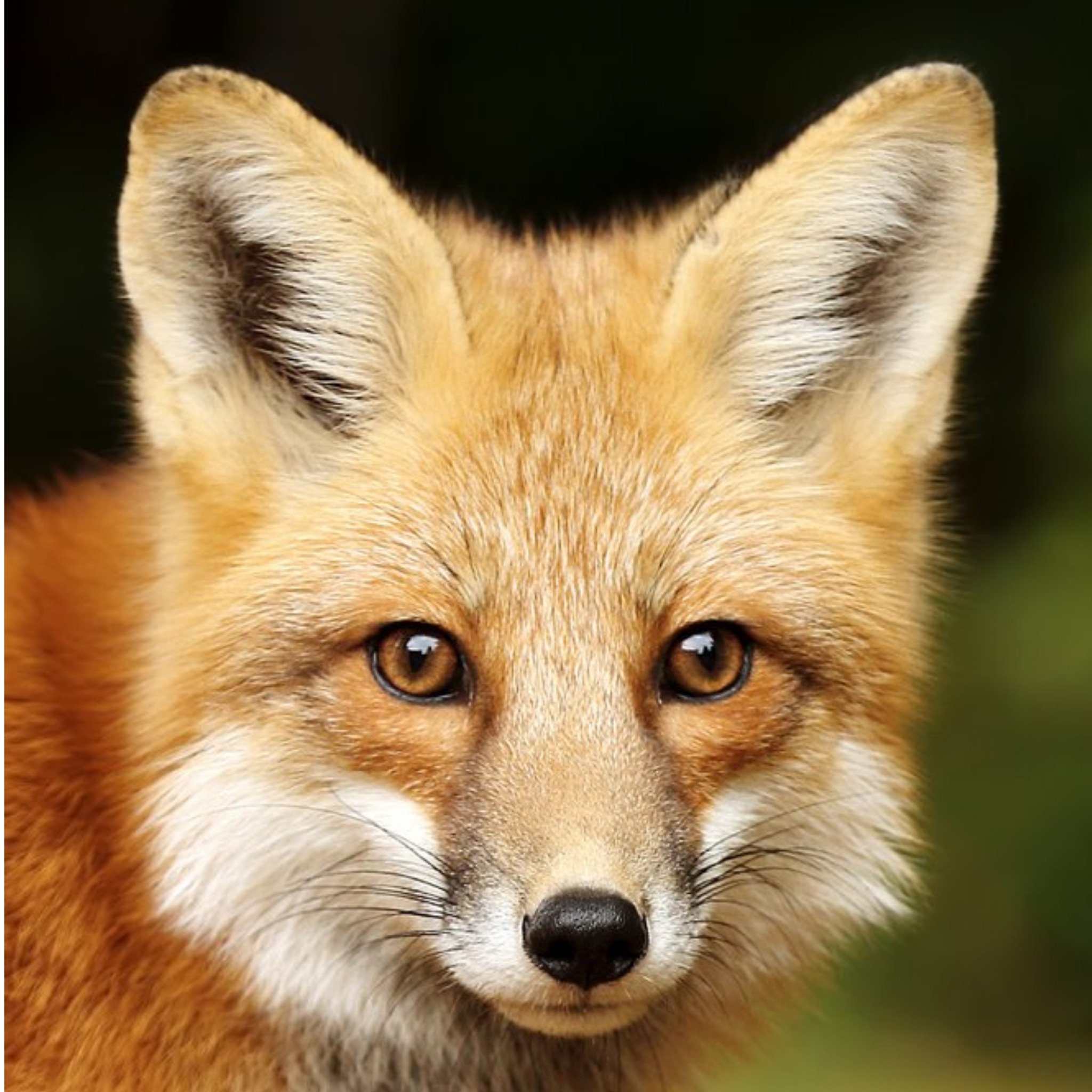Moonpig Photographic Beautiful Fox Face Ireland Just A Note Card, Square