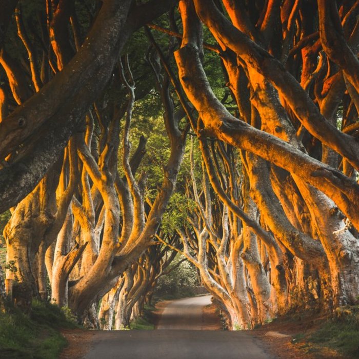 Photographic Image Of The Dark Hedges County Antrim Northern Ireland Card
