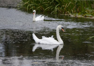 Photo of Swan In Lake Card