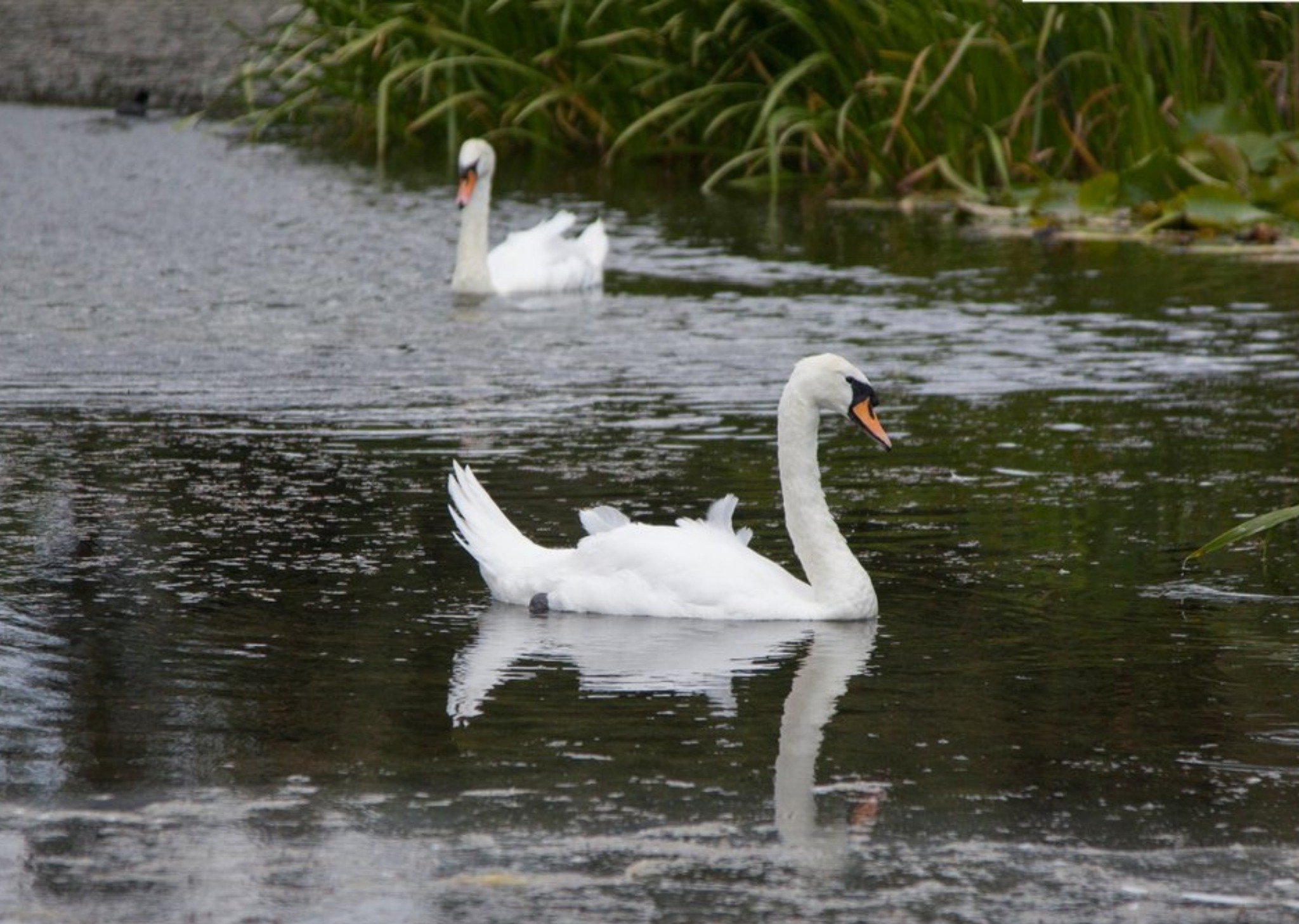 Photo Of Swan In Lake Card