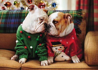 Bulldogs In Jumpers Personalised Merry Christmas Card
