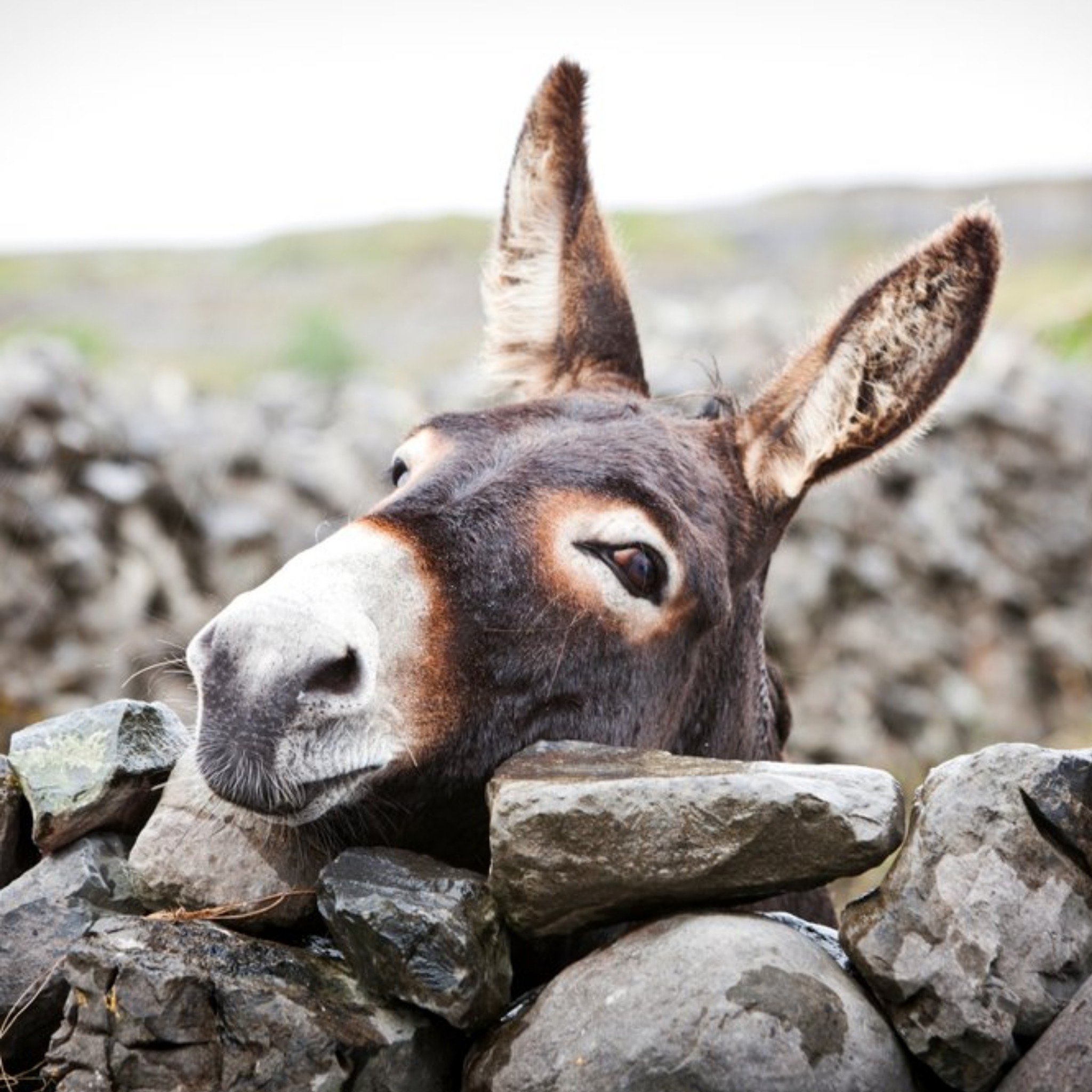 Moonpig Photographic Donkey Behind Stone Wall Ireland Just A Note Card, Square