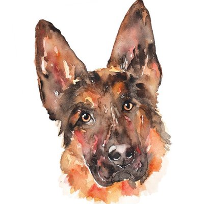 Illustrated Watercolour German Shepherd Dog Just A Note Card