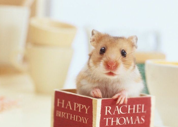 Hamster Inside A Book Personalised Birthday Card