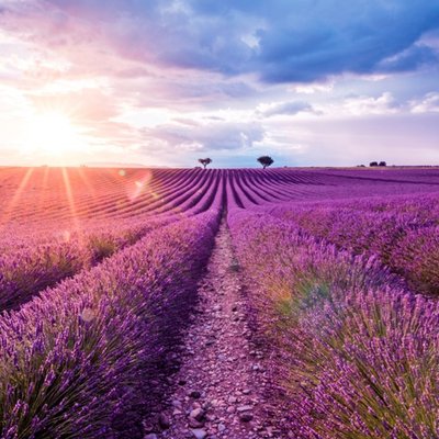 Photographic Beautiful Purple Field Card