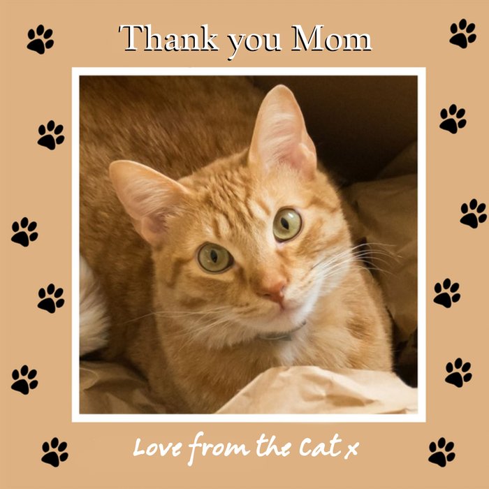 Alex Sharp Photographic Cat Photo Upload Thank You Card For Mom