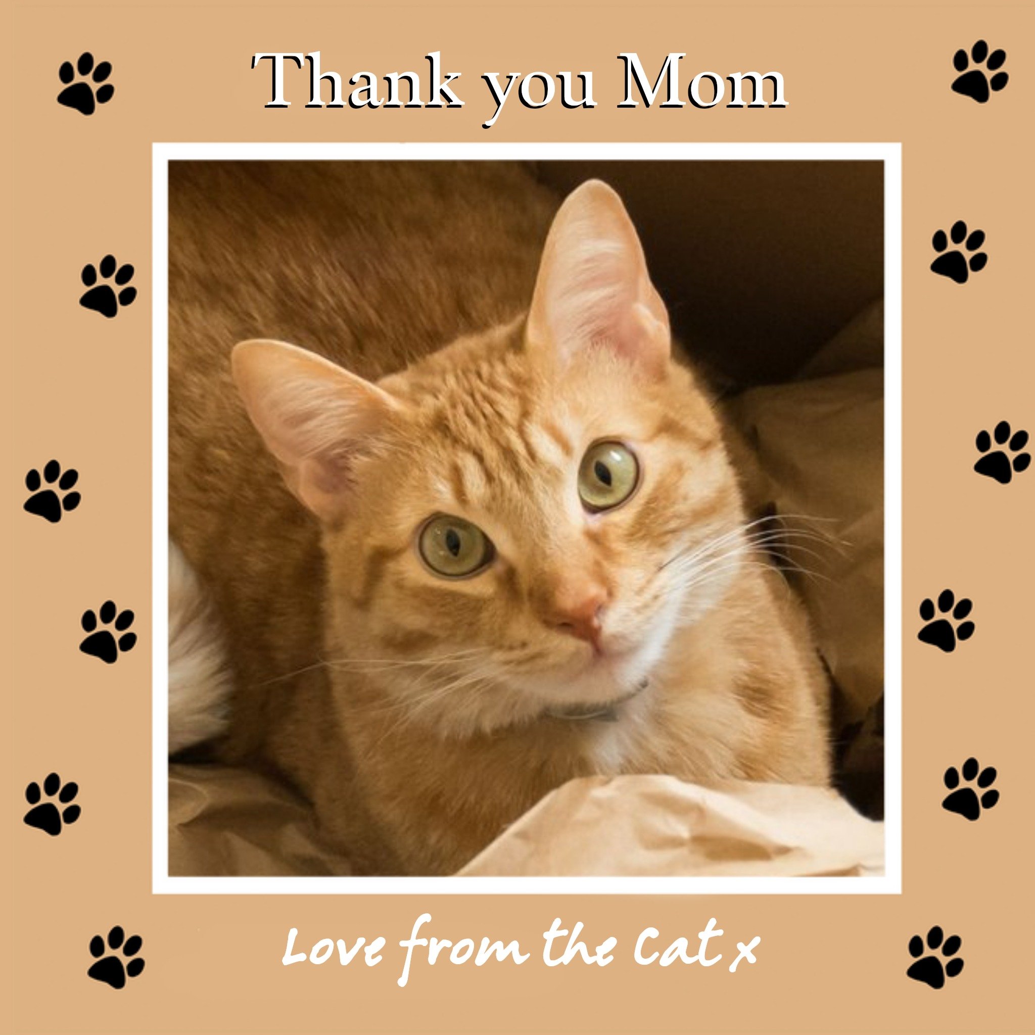 Alex Sharp Photographic Cat Photo Upload Thank You Card For Mom, Square