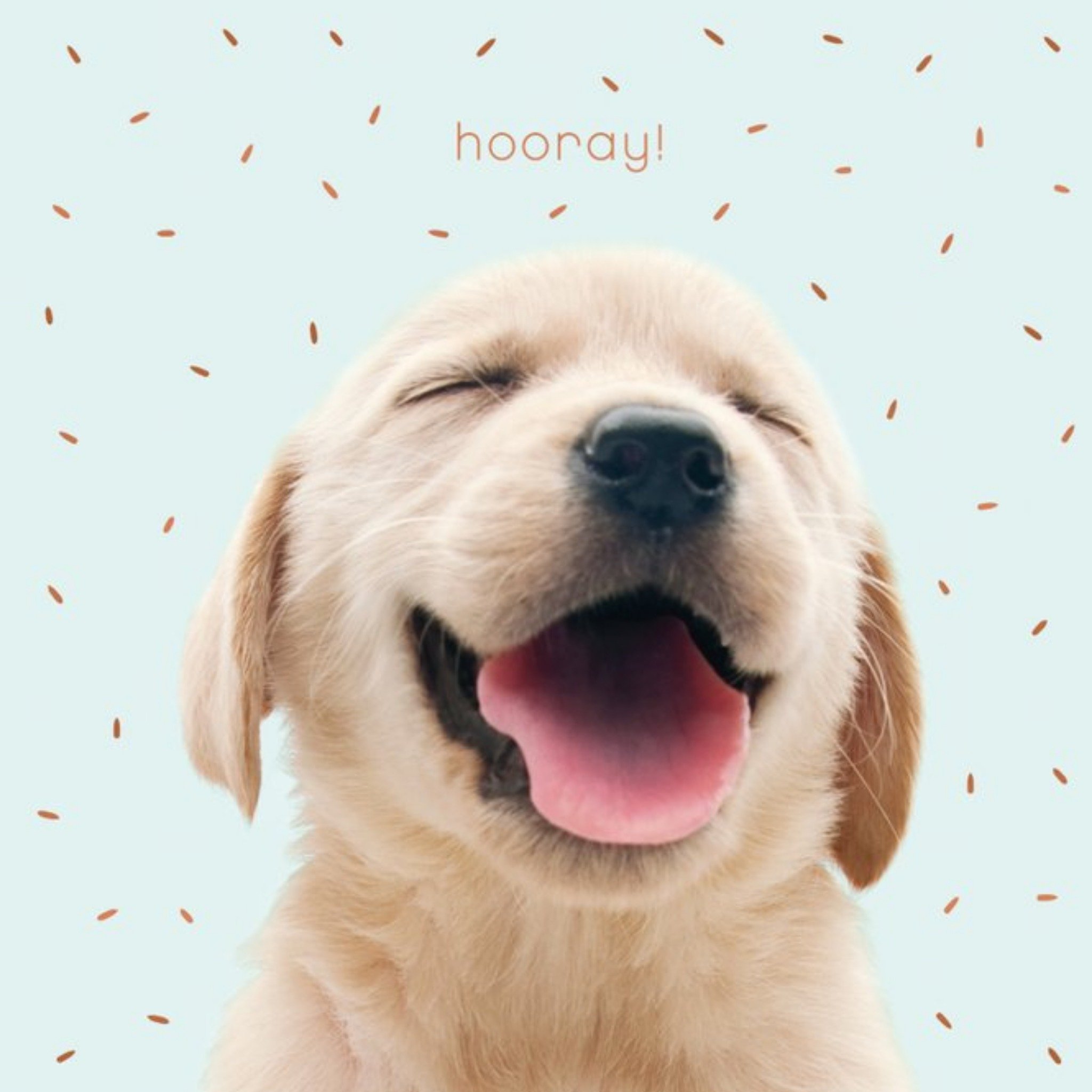 Ukg Cute Photographic Puppy Hooray Birthday Card, Square