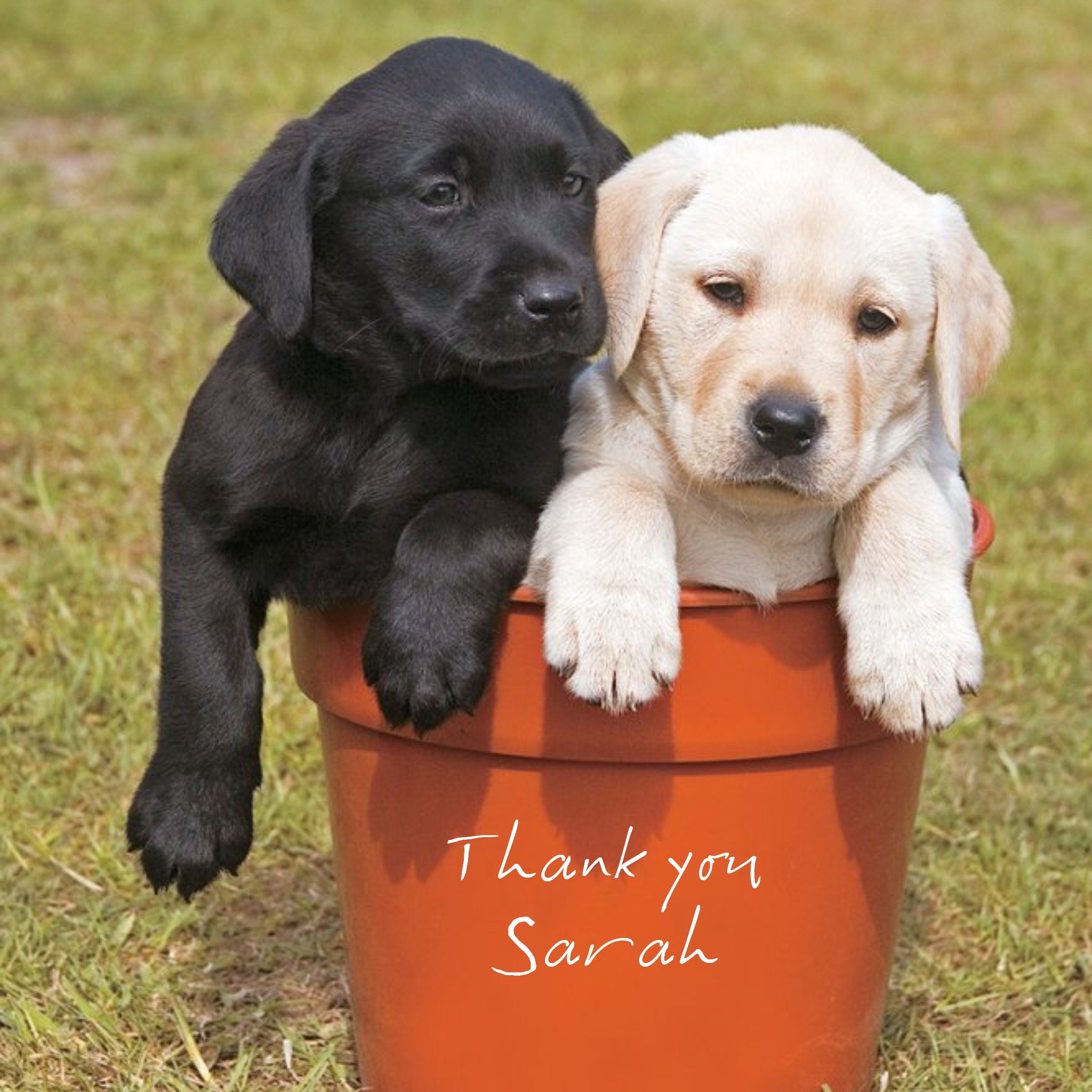 Cute Puppies In A Pot Personalised Thank You Card, Square