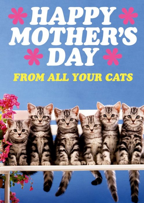 Dean Morris From All The Cats Mother's Day Card