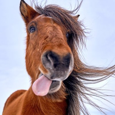 Silly Cute Horse Sticking Its Tongue Out Card