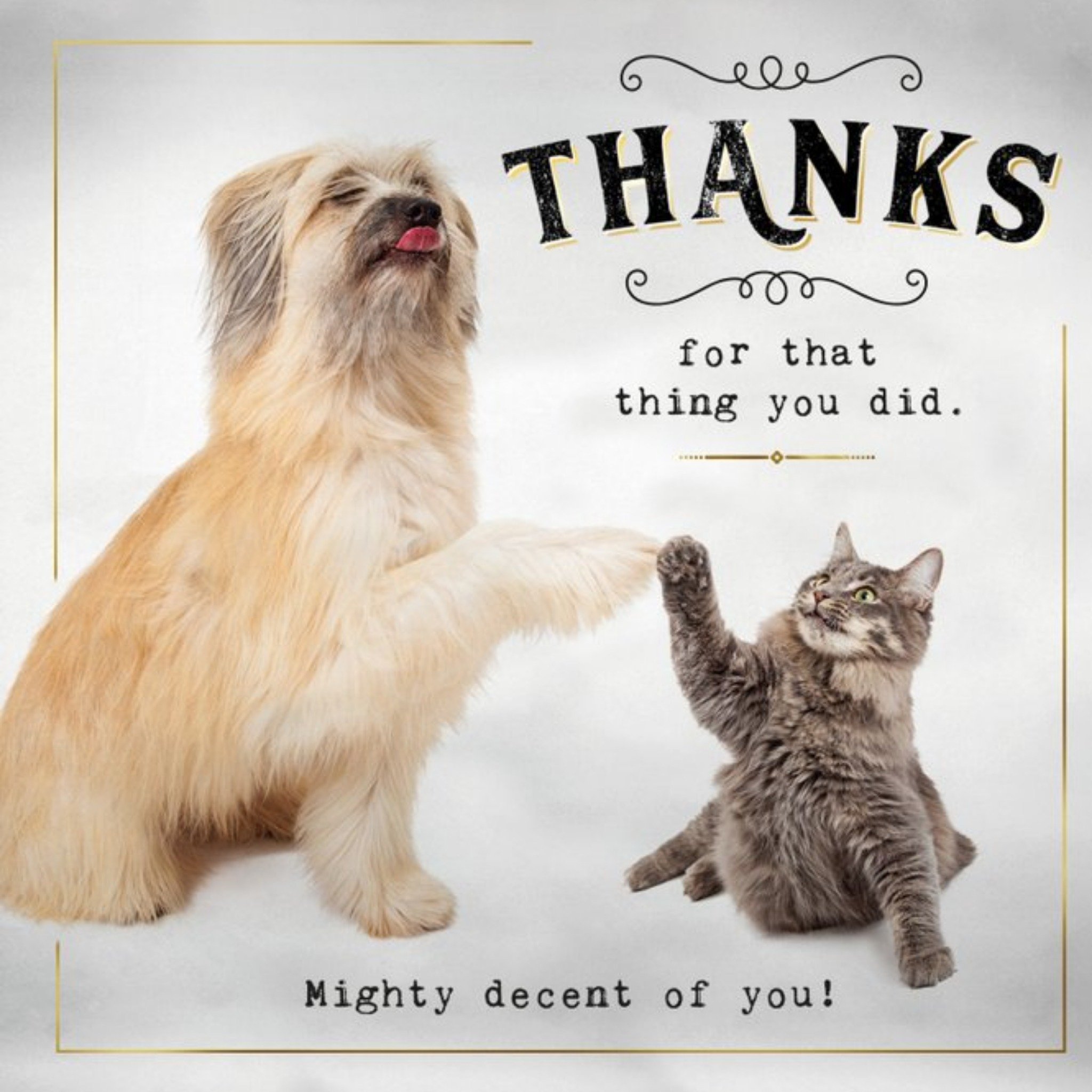 Funny Photographic Animal Thank You Card, Square