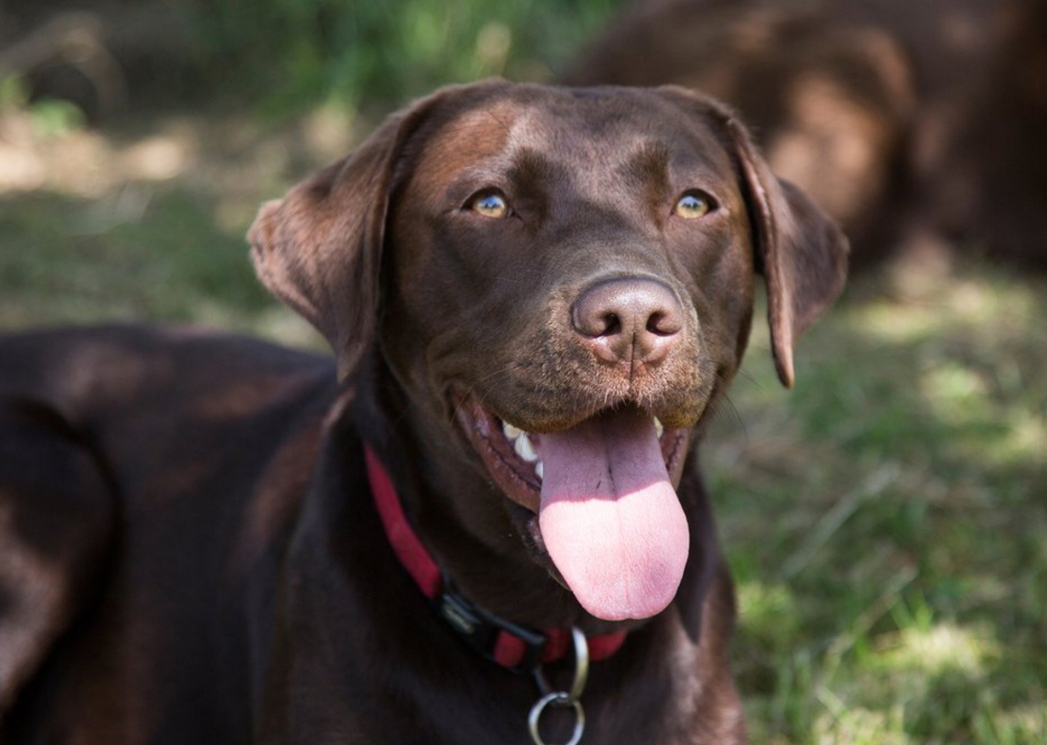 Photo Of Chocolate Labrador Card