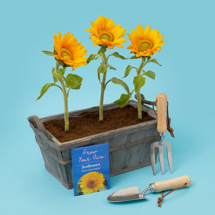 Kids' Sunflower Complete Gardening Gift Set