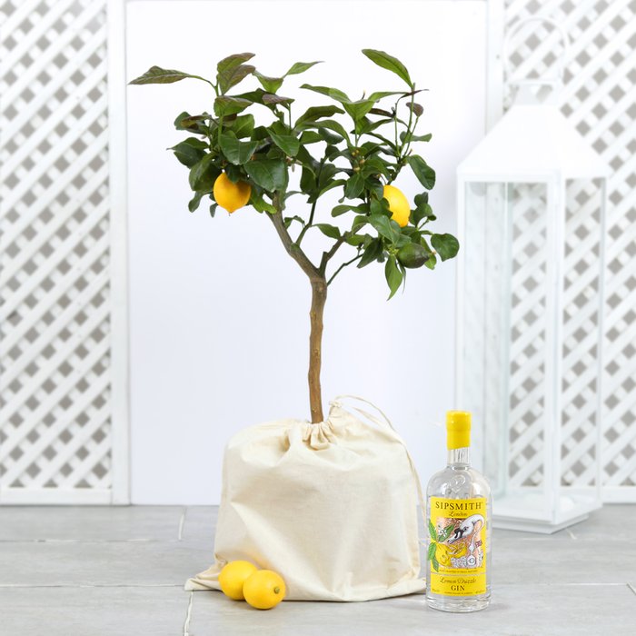 The Outdoor Lemon & Gin Gift Set