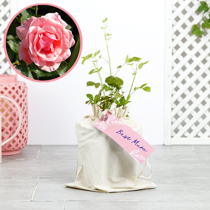 The Best Mum Pink Outdoor Rose