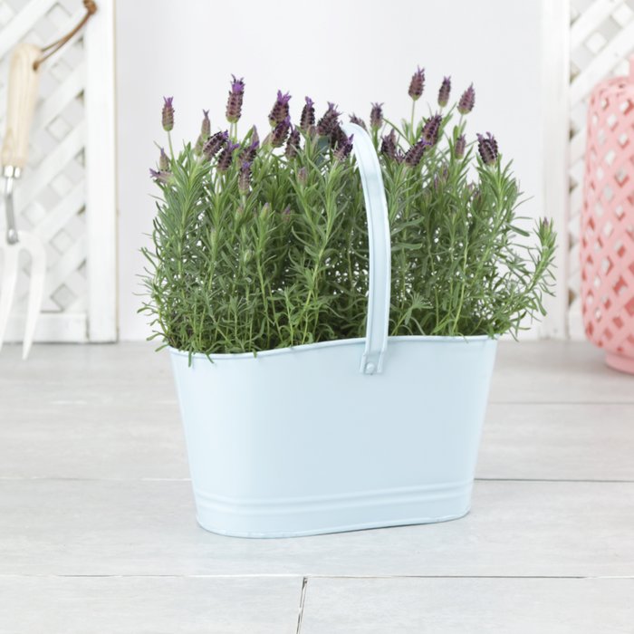 The Outdoor Lavender Duo