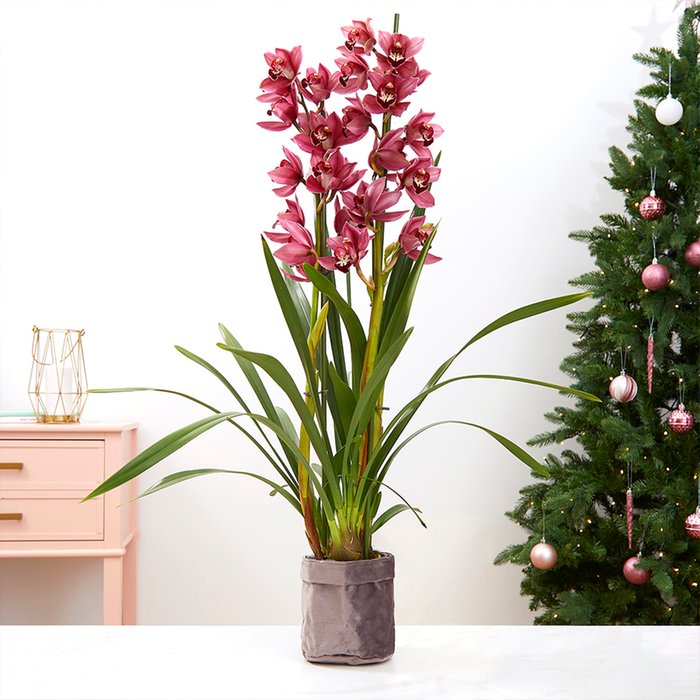 The Red Velvet Cymbidium Orchid