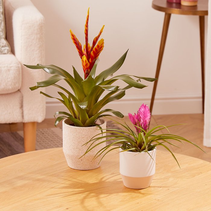 The Tillandsia Duo