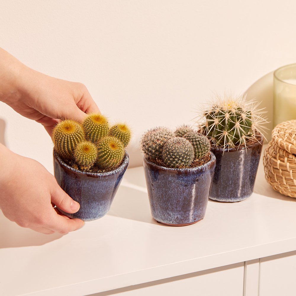 The Cactus Trio Flowers