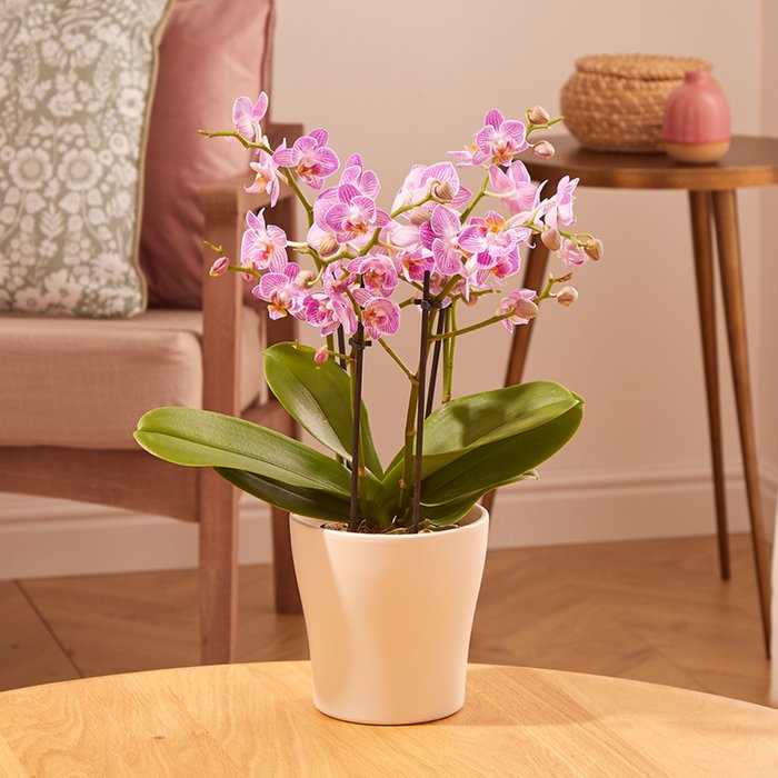 The Wild Pink Orchid Moonpig