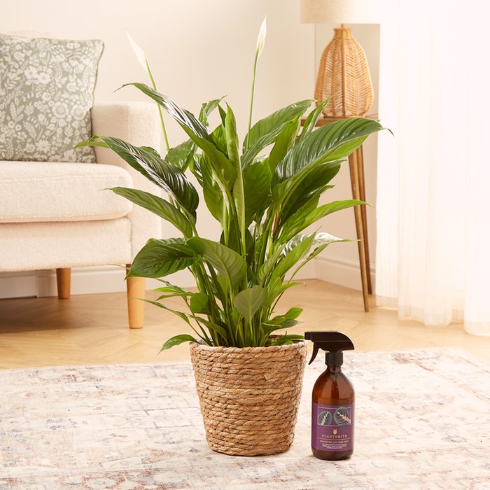 The Peace Lily Plant Shine Care Gift Set Moonpig